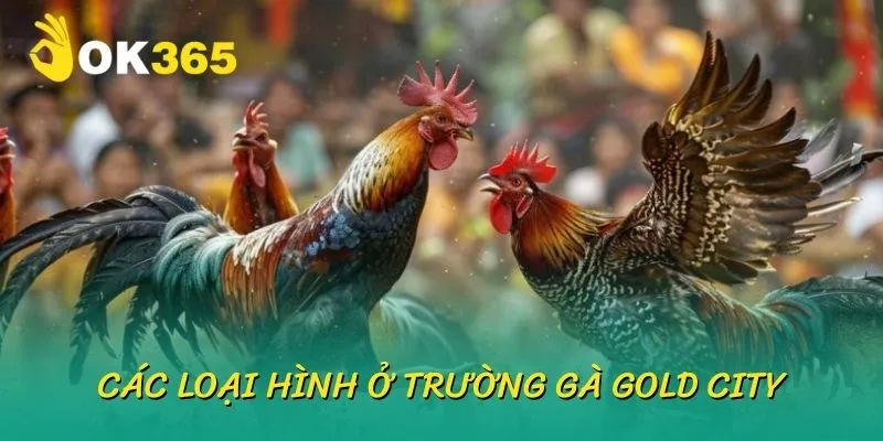 Các loại hình phổ biến ở trường gà gold city