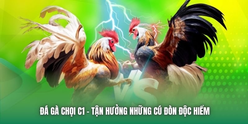 Đá Gà Chọi C1 - Tận Hưởng Những Cú Đòn Độc Hiểm