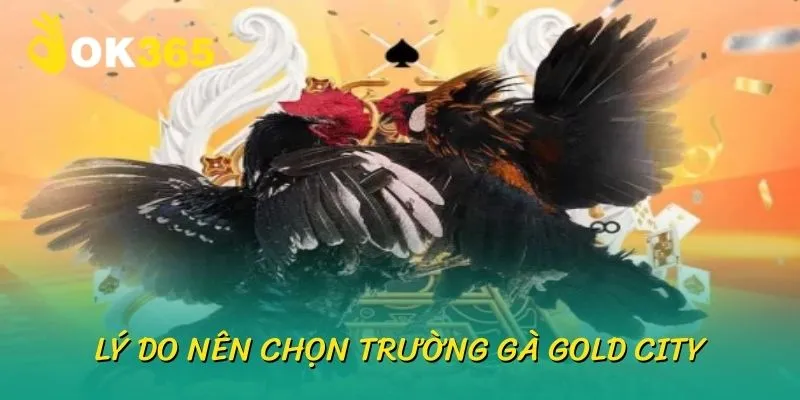 Lý do nên chọn trường gà gold city để trải nghiệm