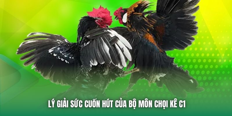 Lý giải sức cuốn hút của bộ môn chọi kê C1