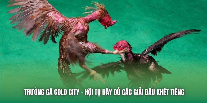 Trường Gà Gold City - Hội Tụ Đầy Đủ Các Giải Đấu Khét Tiếng